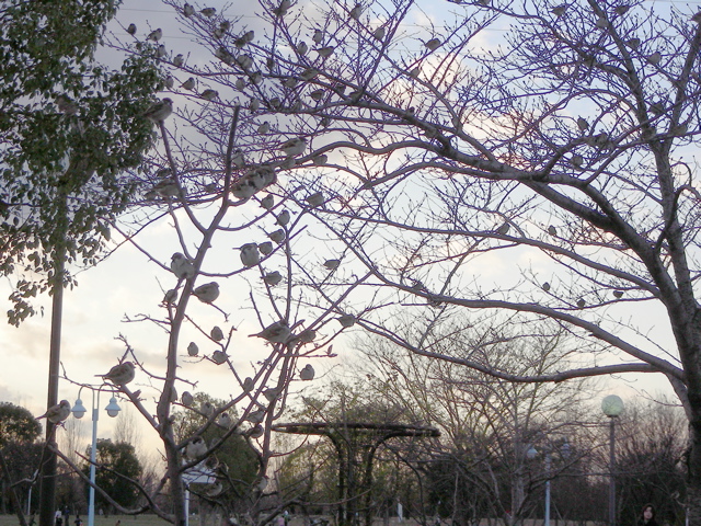 070114鶴見すずめ4