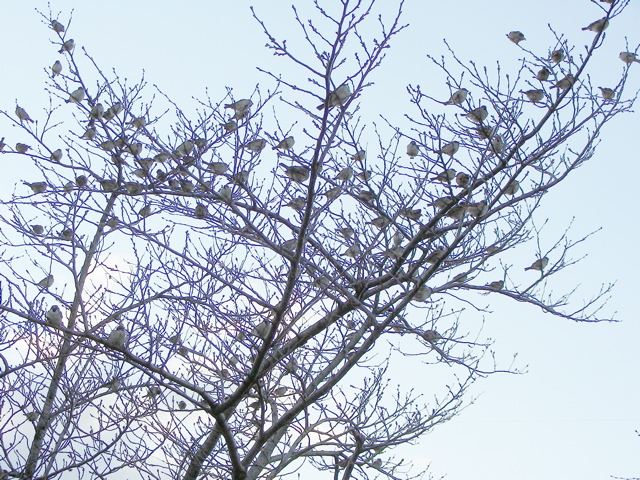 070114鶴見すずめ9