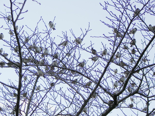 070114鶴見すずめ3