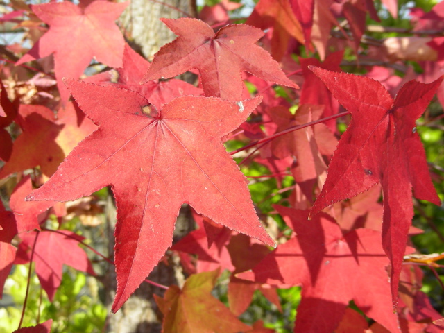 アカシアの紅葉