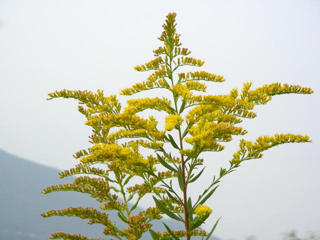 背高泡立ち草