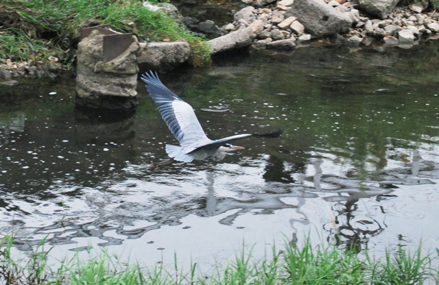竜田川を飛ぶ鷺