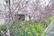 稲田桃の花壇