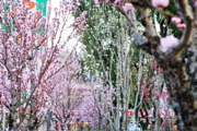 公園の桜2